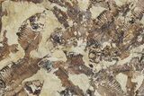 Fossil Fish (Gosiutichthys) Mortality Plate - Wyoming #357183-1